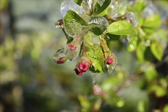 Hamburg, Altes Land, Obstplantage, Frostschutz