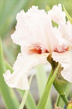 Beautiful multicolored iris flower bloom in the garden. Close up, fragility and summer concept