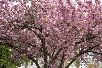 Flowering japanese cherry (Prunus serrulata), Siegen, North Rhine-Westphalia, Germany, Europe