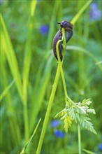 Gastropod on a grass straw eating on the stalk in a meadow