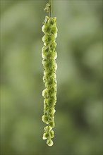 Caucasian wingnut (Pterocarya fraxinifolia), fruit stand, North Rhine-Westphalia, Germany, Europe