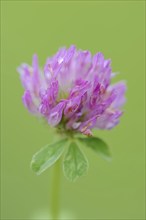 Red clover (Trifolium pratense), flower, North Rhine-Westphalia, Germany, Europe