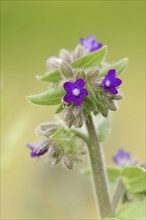 Common ox tongue or common bugloss (Anchusa officinalis), flowering, North Rhine-Westphalia,