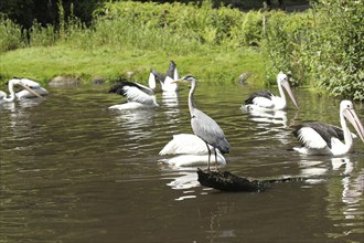 Grey heron (Ardea cinerea) between australian pelicans (Pelecanus conspicillatus) Vogelpark