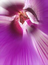 Flower impression, orchid (Orchidaceae), zoom effect