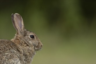 Rabbit (Oryctolagus cuniculus) adult animal head portrait, Suffolk, England, United Kingdom, Europe