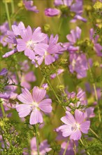 Musk mallow (Malva moschata), in a sunny meadow in summer, Spessart, Bavaria, Germany, Europe