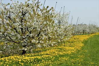 Apple blossom and dandelion flowers in Jork, Altes Land, Lower Saxony, Germany, Europe