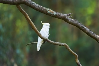 Close-up of a sulphur-crested cockatoo (Cacatua galerita) wildlife in Australia