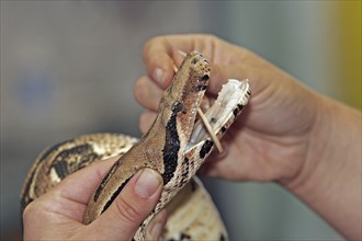 Boa constrictor, king snake, examination at the vet