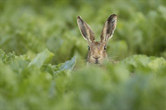 Brown hare (Lepus europaeus) adult animal in a farmland sugar beet field in the summer, Suffolk,