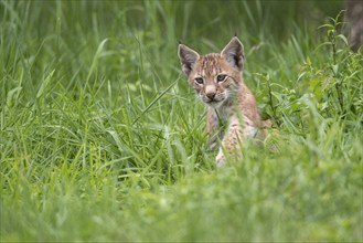 Young lynx (Lynx lynx), Haltern, North Rhine-Westphalia, Germany, Europe