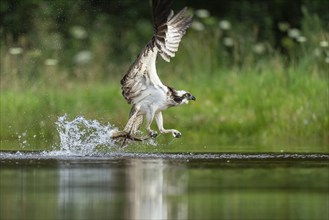 Western osprey (Pandion haliaetus) hunting, Aviemore, Scotland, Great Britain