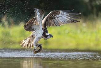 Western osprey (Pandion haliaetus) hunting, Aviemore, Scotland, Great Britain