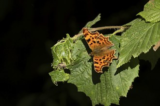 Comma (Polygonia c-album) butterfly resting on a Hazel tree leaf in a woodland, Suffolk, England,