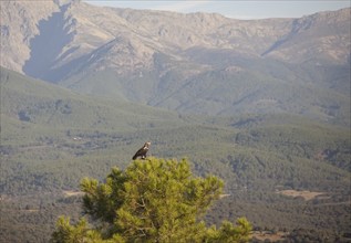 Iberian Eagle (Aquila adalberti), Spanish imperial eagle, Extremadura, Castilla La Mancha, Spain,