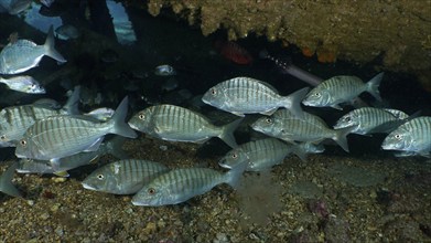 Shoal of sand steenbras (Lithognathus mormyrus) . Dive site Wreck of the Condesito, Las Galletas,