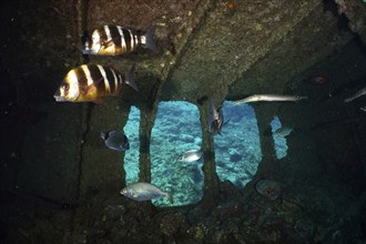 Two specimens of zebra bream (Diplodus cervinus cervinus) swimming in a shipwreck. Dive site Wreck