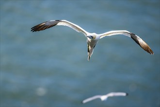 Northern Gannet, Morus bassanus, bird in flight over sea