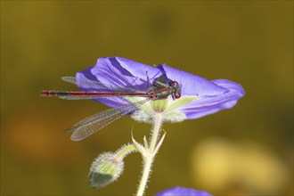 Large red damselfly (Pyrrhosoma nymphula) adult insect resting on a blue garden Geranium flower,