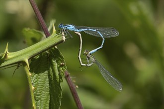 Common blue damselfly (Enallagma cyathigerum) two adult insects mating on a Bramble stem, Suffolk,