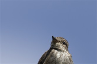 Spotted flycatcher (Muscicapa striata) adult bird head portrait in the summer, Norfolk, England,