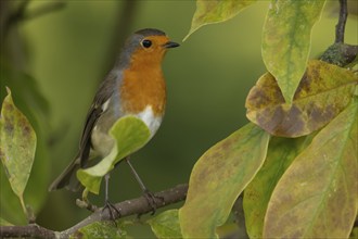 European robin (Erithacus rubecula) adult bird amongst autumnal leaves of a garden Magnolia tree in