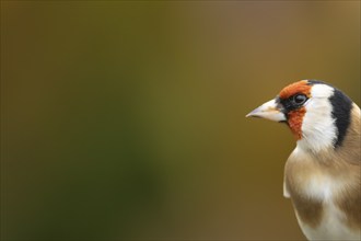 European goldfinch (Carduelis carduelis) adult bird head portrait in the autumn, Suffolk, England,