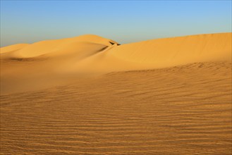 Large, undulating sand dunes in a desert landscape at sunset under a clear sky, Matruh, Great Sand