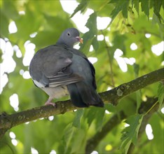 Common wood pigeon (Columba palumbus) sitting on the branch of a green tree and looking at the