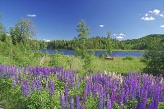 A flowering field with lupines in front of a forest and a lake on a sunny day, Dalsland, Bengfors,