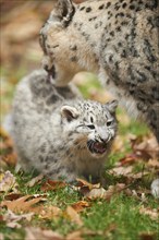 Snow leopard (Panthera uncia syn. Uncia uncia) mother with her youngster in autumn, captive