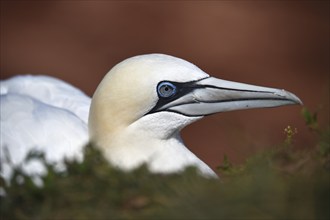 Northern gannet (Morus bassanus) on Heligoland, Schleswig-Holstein, Germany, Europe