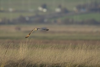 Short-eared owl (Asio flammeus) adult bird in flight over grassland, Kent, England, United Kingdom,