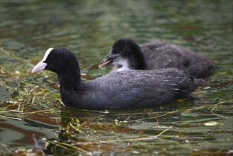 Common Coot (Fulica atra), adult bird with chick in the lake