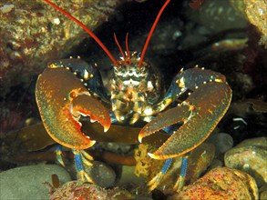 Common lobster (Homarus gammarus), dive site Maharees Islands, Castlegregory, Co. Kerry, Irish Sea,