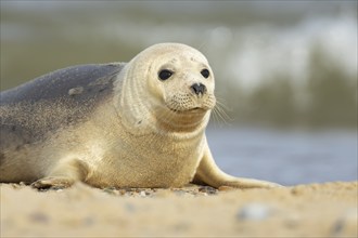 Common seal (Phoca vitulina) adult animal resting on a seaside beach, Norfolk, England, United