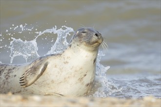 Grey seal (Halichoerus grypus) adult animal resting in the surf of the sea as a wave breaks over