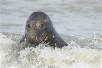 Grey seal (Halichoerus grypus) adult animal in the surf of the sea, Norfolk, England, United