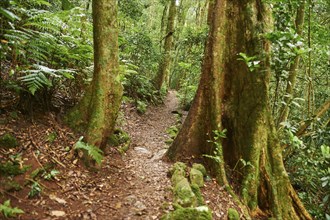 Landscape of a little walking path going through the rainforest in spring, Lamington National Park,