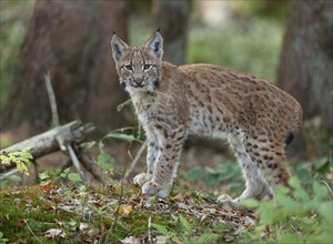 Eurasian lynx (Lynx lynx), young animal standing on the forest floor and looking attentively,