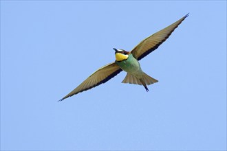 Animals, Birds, Bee-eater, (Merops apiaster) hunting, Hungary, Europe