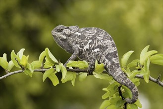 Lappet-faced chameleon (Chamaeleo dilepis) on the lookout for prey. Etosha NP, Namibia, Africa,