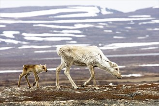 Reindeer, reindeer with calf, (Rangifer tarandus), winter landscape, Svalbard Spitsbergen,