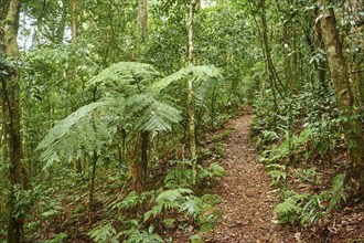 Landscape of a little walking path going through the rainforest in spring, Lamington National Park,