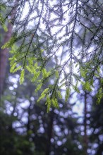 Close-up of green fir branches in a misty and mystical forest radiating a humid atmosphere, Black