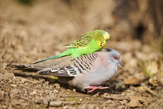 Animal Friendship of a Crested pigeon (Ocyphaps lophotes) cuddeling a Budgerigar (Melopsittacus