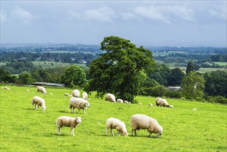 Sheeps and Farms in Yorkshire Dales National Park, North Yorkshire, England, United Kingdom, Europe