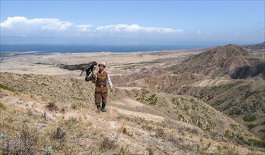 Traditional Kyrgyz eagle hunter hunting in the mountains in a dry landscape, near Kysyl-Suu, Issyk