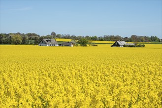 Landscape with fields of rapeseed in Ystad municipality, Skåne, Sweden, Scandinavia, Europe